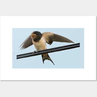 Swallow On A Wire Wings Outstretched Cut Out Posters and Art